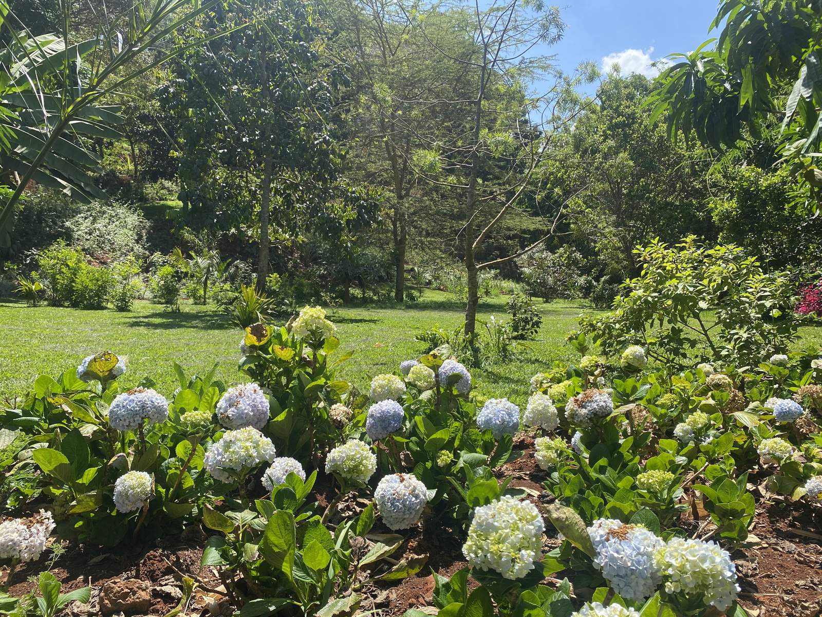 Maarifa Park - Shrubs